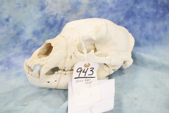 Brown Bear Skull