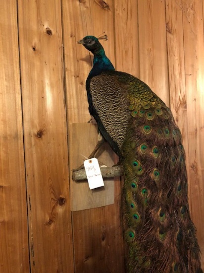 Blue Peacock On Limb