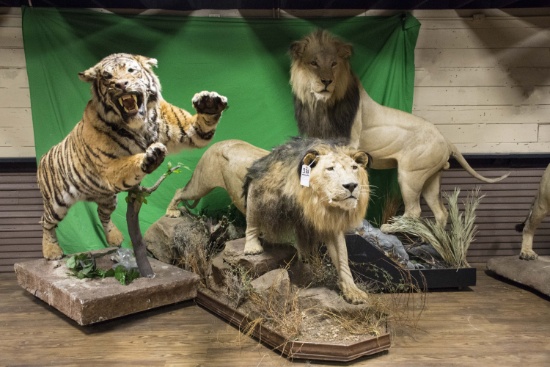 Largest Taxidermy/Western Auction in Texas -Ring 1