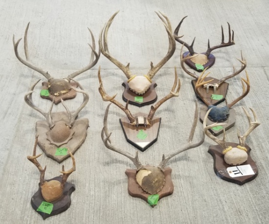 10 DEER RACKS ON PLAQUES (10x$)