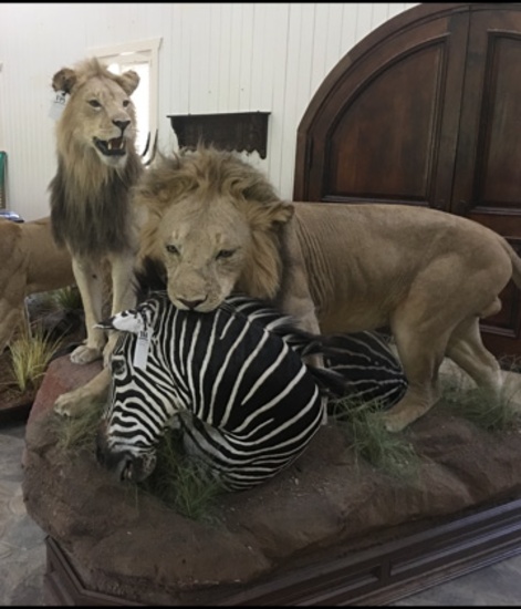 10 TROPHY ROOMS LIQUIDATED, TAXIDERMY, GUNS, IVORY