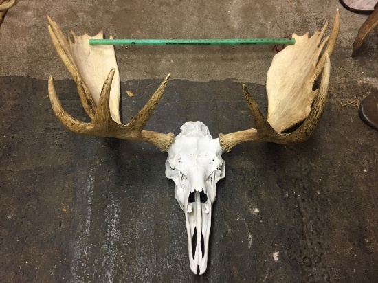 MOOSE SKULL W/42.5" ANTLERS