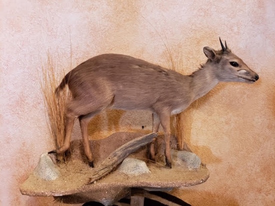 FB BLUE DUIKER -NEW MT