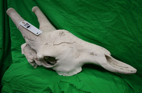 GIRAFFE SKULL