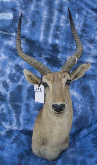 RED LECHWE (TX RES ONLY)