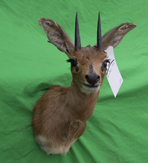 DUIKER