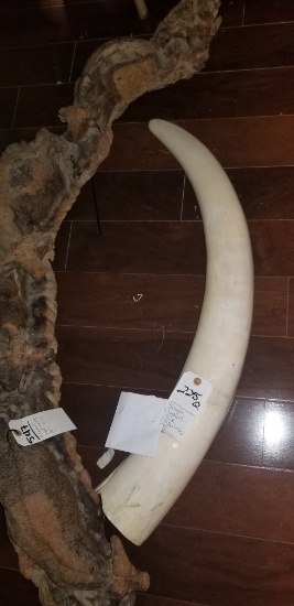 SINGLE ELEPHANT TUSK (TX RES ONLY)