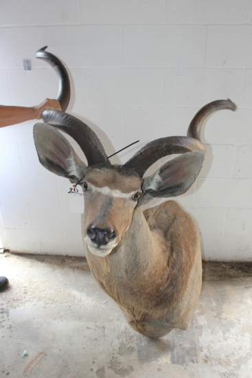 GREATER KUDU