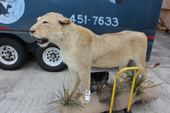 FEMALE AFRICAN LION (TX RES ONLY)