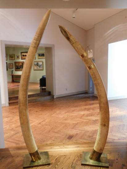 XL PAIR OF ELEPHANT TUSK APPROX 100LB PER SIDE (TX RES ONLY)