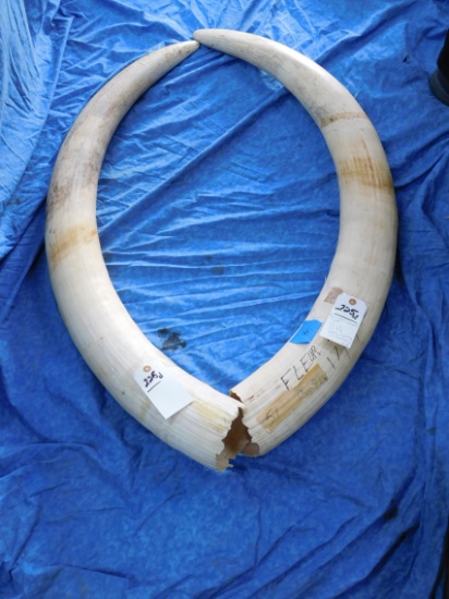 PAIR OF ELEPHANT TUSK 28.1LB ONE SIDE 26.8LB THE OTHER SIDE TOTAL OF 54.9LB OF IVORY (TX RES ONLY)