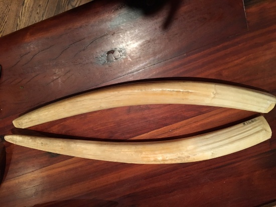 PAIR OF WALRUS TUSK -BOTH APPROX 37" LONGx8 3/4" CIRCUMFRANCE -SMALL CHIPS ON THE END (US RES ONLY)