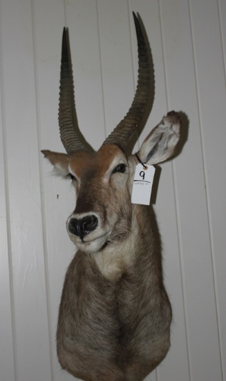 WATERBUCK SM