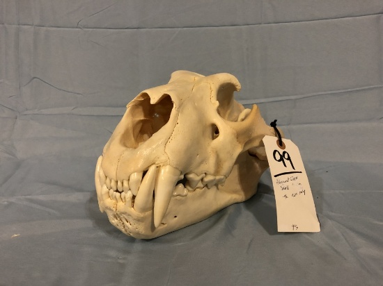 AFRICAN LION SKULL (TXRESONLY)