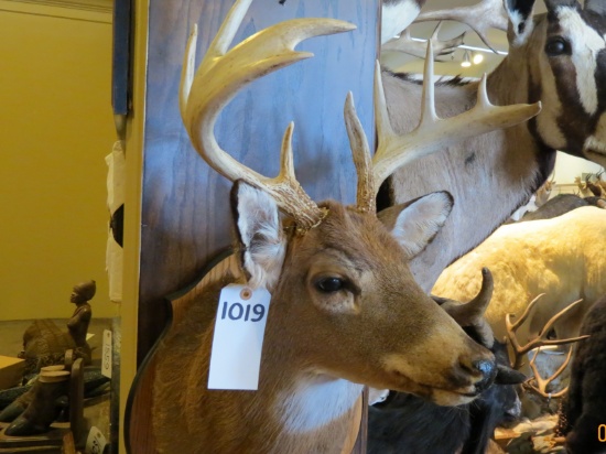 WhiteTail Shoulder Mount on Wooden Plaque (bad hair)