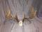 LG WHITETAIL REPRODUCTION HORNS