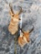 2 PRONGHORNS (2x$)