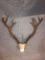 BARASINGHA ANTLERS, (TX RES ONLY)