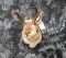 PRONGHORN