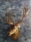 RED STAG MT 19PT