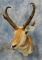 PRONGHORN