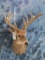 17 PT WHITETAIL -LOW FENCE DEER