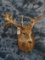 WHITETAIL DEER APPROX 29PT W/ SEVERAL DROPS & KICKERS