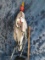 POLYCHROME WOOD CARVING RED SHEPHERD W/GOAT ON ANIMAL SKULL 44