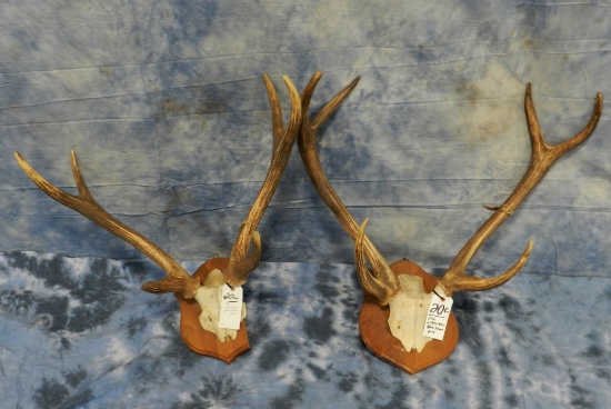 2 XL, EXTRA HEAVY AXIS HORNS ON PLAQUES (2X$)