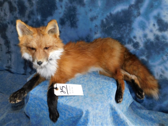 FB LAYING RED FOX