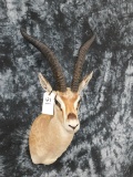 GRANTS GAZELLE