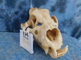 AFRICAN LION SKULL (TX RES ONLY)