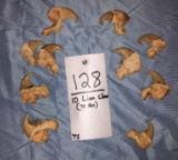 10 AFRICAN LION CLAWS (10x$) (TX RES ONLY)