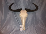 WILDEBEEST SKULL W/ HORNS