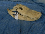 MASSIVE ALLIGATOR SKULL 24