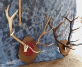 2 ELK RACKS ON PLAQUES (2X$)