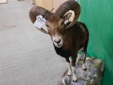 MOUFLON FB, SPAIN