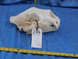 AFRICAN LION SKULL (TX RES ONLY)