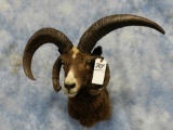 4-HORN SHEEP