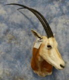 SCIMITAR HORNED ORYX (TX RES ONLY)