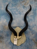 GREATER KUDU HORNS ON SHIELD