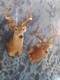 2 WHITETAIL SH MT (2x$)