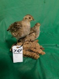 HUNGARIAN PARTRIDGE PAIR (ONE$)