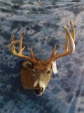 WHITETAIL DEER 9PT HEAVY