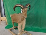 BARBARY AOUDAD FB, TEXAS