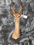 GERENUK SH MT, RARE, HARD TO FIND