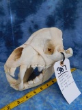 RECORD BOOK HYENA SKULL -CONSIGNOR THINKS TOP 10 WAS #8 WHEN SHOT