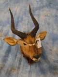 NYALA ANTELOPE SH MT