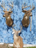 3 WHITETAIL SH MT (3x$)