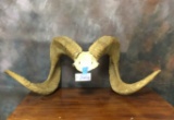 MARCO POLO HORNS W/SKULL CAP (TX RES ONLY)